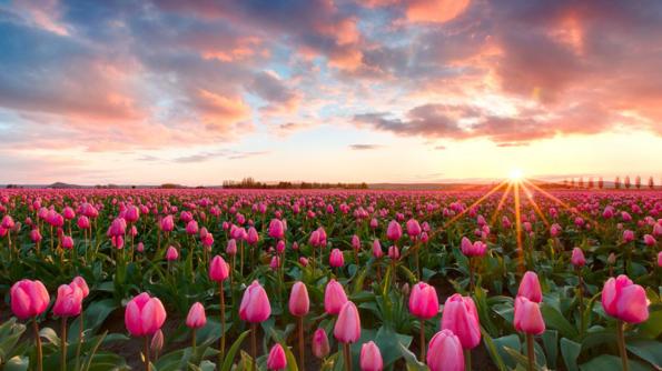 pink tulips flower sea